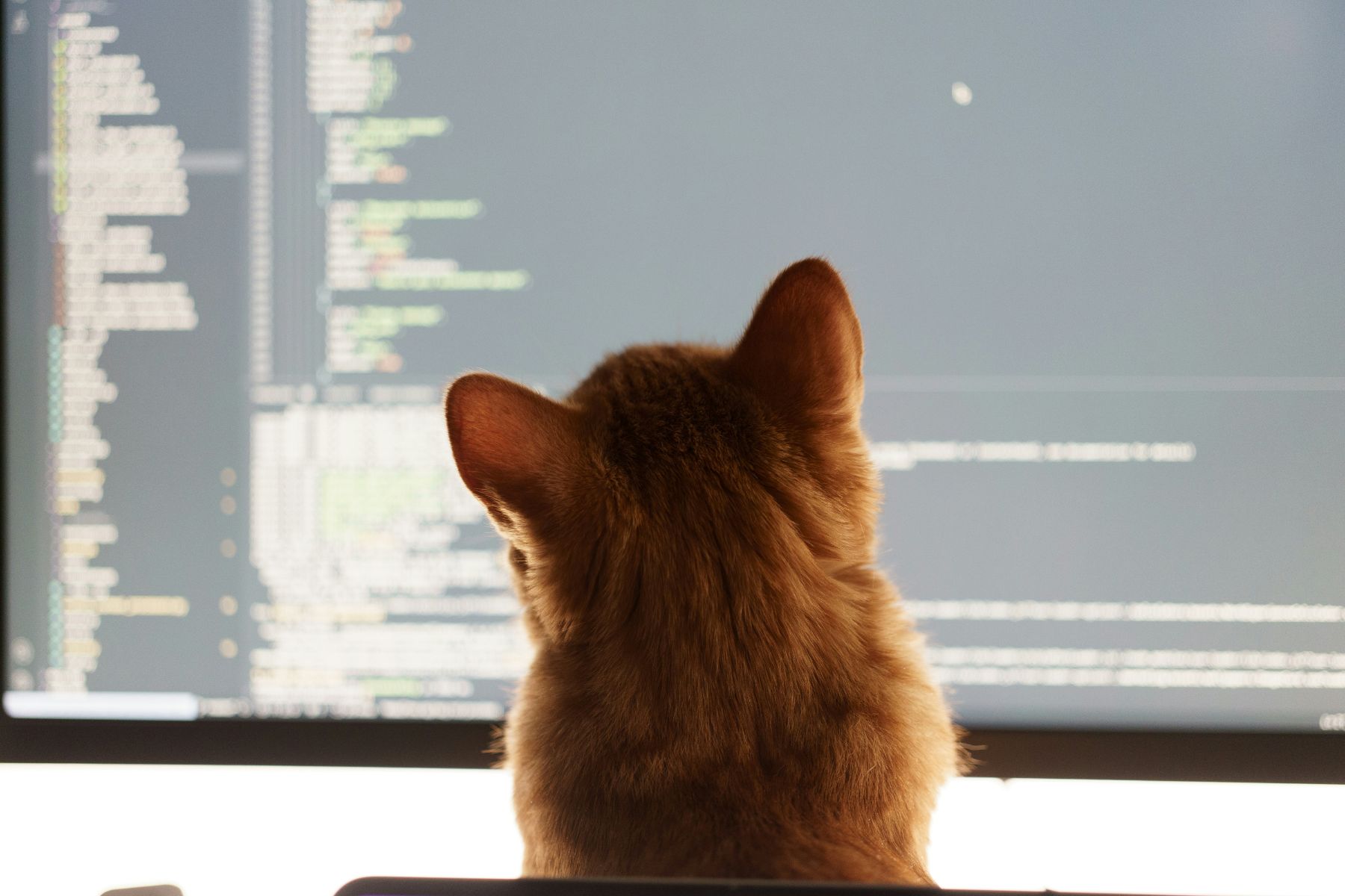 Kat kijkt aandachtig mee naar code op een scherm